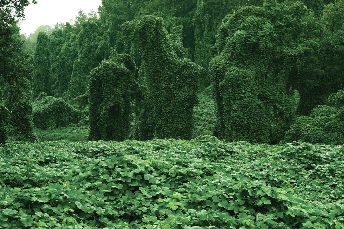 Kudzu Infestation